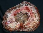 Brilliant Red Petrified Wood Tabletop - x #12153-1